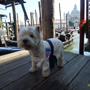 Челябинский пес-поклонник дзюдо путешествует в кимоно по Италии-3